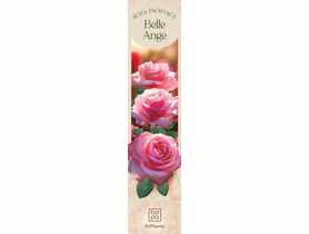 Róża pachnąca Belle Ange DIPLANTS