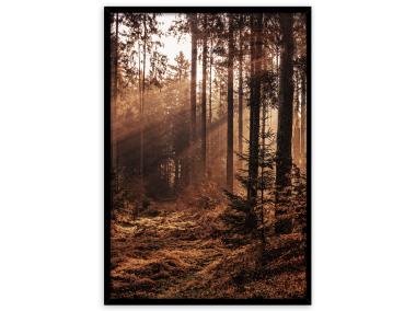 Zdjęcie: Plakat Framepic 50x70 cm Fp051 Forest STYLER