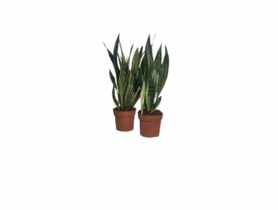 Kwiat doniczkowy Sansevieria D12 KAMA