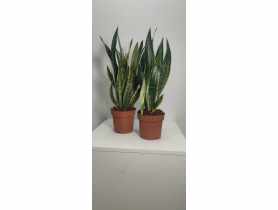 Kwiat doniczkowy Sansevieria D12 KAMA