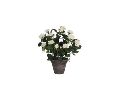 Zdjęcie: Róża biała w ceramicznej doniczce 11,5 cm - 33x25 cm DIRECT HG
