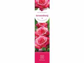 Róża dwukolorowa Kronenburg DIPLANTS