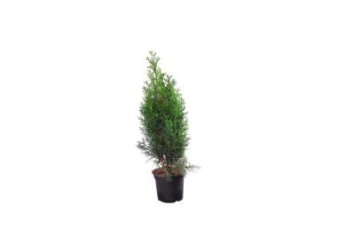 Zdjęcie: Żywotnik zachodni Thuja occidentalis Smaragd CYGANEK