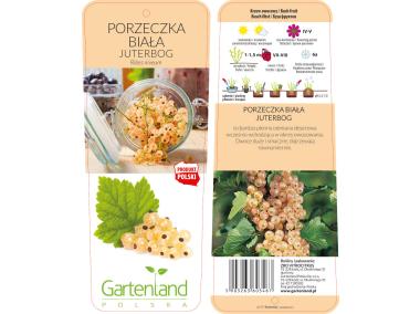 Zdjęcie: Porzeczka biała Juteborg GARTENLAND