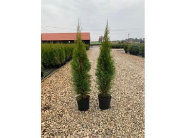 Zdjęcie: Thuja Szmaragd 5 L CYGANEK