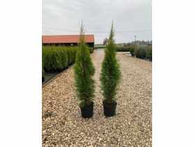 Thuja Szmaragd 5 L CYGANEK