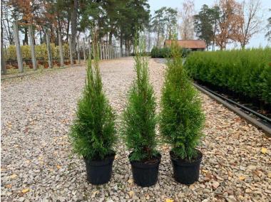 Zdjęcie: Thuja Szmaragd 3 L CYGANEK