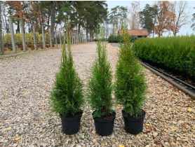 Thuja Szmaragd 3 L CYGANEK