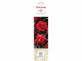 Róża pnąca Pauls Scarlet DIPLANTS