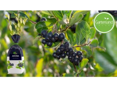 Zdjęcie: Aronia sadzonka w balocie GARTENLAND