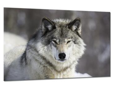 Zdjęcie: Obraz Glasspik Animals2 80x120 cm Ex935 Wolf STYLER