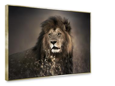 Zdjęcie: Obraz Canvas Framed 60x80 cm Fa003 Golden Lion STYLER