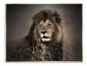 Obraz Canvas Framed 60x80 cm Fa003 Golden Lion STYLER