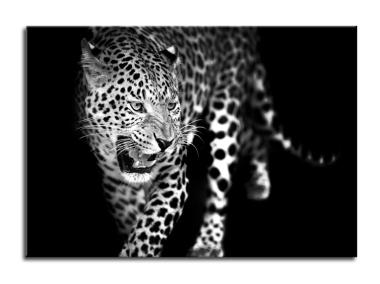 Zdjęcie: Obraz Glasspik Animals 70x100 cm Gl106 Leopard STYLER