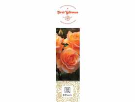 Róża wielkokwiatowa Doris Tysterman DIPLANTS
