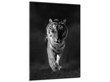 Zdjęcie: Obraz Glasspik Animals 70x100 cm Gl100 Tiger STYLER