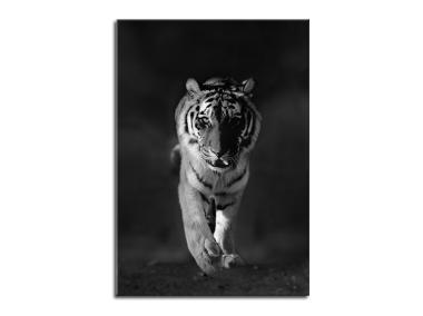 Zdjęcie: Obraz Glasspik Animals 70x100 cm Gl100 Tiger STYLER