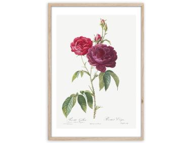 Zdjęcie: Plakat Framepic 50x70 cm Fp019 Red Rose STYLER