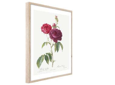 Zdjęcie: Plakat Framepic 50x70 cm Fp019 Red Rose STYLER