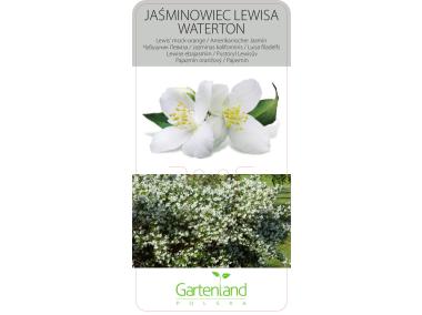 Zdjęcie: Jaśminowiec wonny GARTENLAND