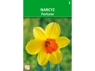 Zdjęcie: Narcyz Fortune żółty W.LEGUTKO