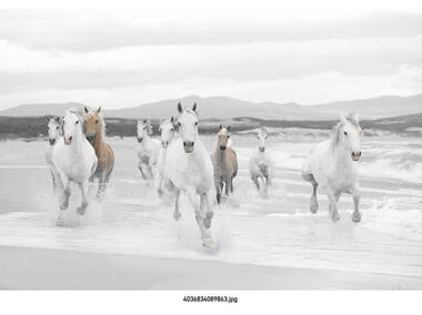 Zdjęcie: Fototapeta White Horses VENA