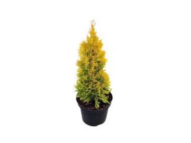 Zdjęcie: Żywotnik zachodni Golden Brabant Thuja occidentalis C3/40-60 cm ŁAZUCCY