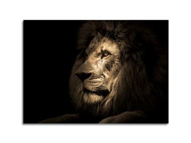 Zdjęcie: Obraz Glasspik Animals3 70x100 cm Sg Gl247 Lion STYLER