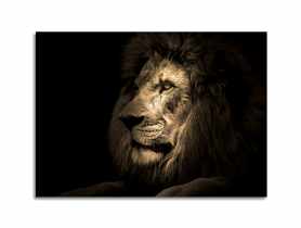 Obraz Glasspik Animals3 70x100 cm Sg Gl247 Lion STYLER