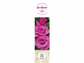 Róża wielkokwiatowa Lila Wunder DIPLANTS