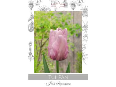 Zdjęcie: Tulipan Pink Impression W.LEGUTKO