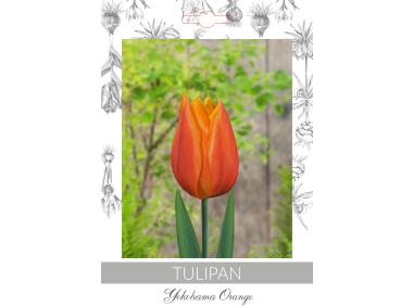 Zdjęcie: Tulipan Yokohama Orange W.LEGUTKO