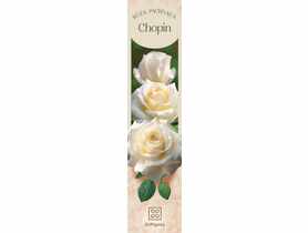 Róża pachnąca Chopin DIPLANTS