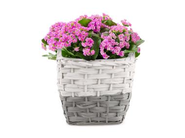 Zdjęcie: Koszyk wiklinowy doniczka z folią do obsadzania kwiatami 24x24x21/26 cm TIN TOURS