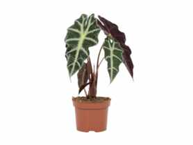 Kwiat doniczkowy Alocasia 17 cm KAMA