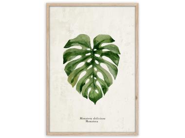 Zdjęcie: Plakat Framepic 50x70 cm Fp037 Monstera STYLER