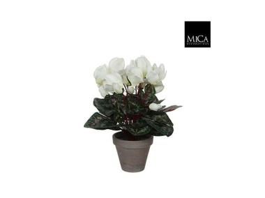 Zdjęcie: Cyclamen biały w ceramicznej doniczce 11,5 cm - 30x30 cm DIRECT HG