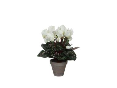 Zdjęcie: Cyclamen biały w ceramicznej doniczce 11,5 cm - 30x30 cm DIRECT HG