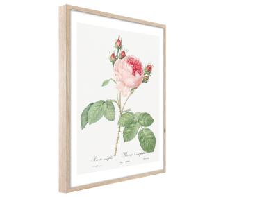 Zdjęcie: Plakat Framepic 50x70 cm Fp018 Pink Rose STYLER