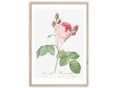 Zdjęcie: Plakat Framepic 50x70 cm Fp018 Pink Rose STYLER