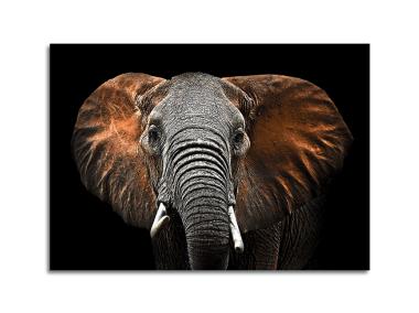 Zdjęcie: Obraz Glasspik Ani Mals3 70x100 cm Sg Gl249 Red Elephant STYLER