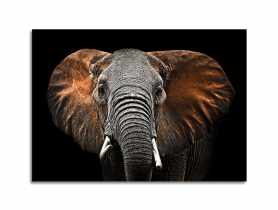 Obraz Glasspik Ani Mals3 70x100 cm Sg Gl249 Red Elephant STYLER