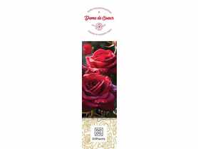 Róża wielkokwiatowa Dame de Coeur DIPLANTS