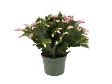 Zdjęcie: Szlumbergera 9 cm, 20-25 cm CYGANEK