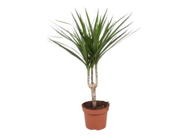 Zdjęcie: Kwiat doniczkowy Dracena Marginata KAMA