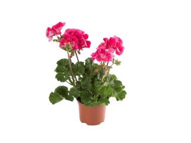 Zdjęcie: Pelargonia rabatowa 10,5 cm CYGANEK