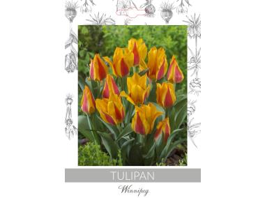 Zdjęcie: Tulipan Winnipeg W.LEGUTKO