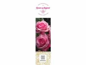 Róża wielkokwiatowa Queen of England DIPLANTS