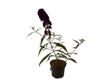 Zdjęcie: Buddleja Davidii Black Knight ŁAZUCCY