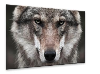 Zdjęcie: Obraz Glasspik 70x100 cm Ex632 Wolf 2 STYLER